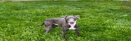 Italian Greyhound dogs for sale: Manny - Ad 7