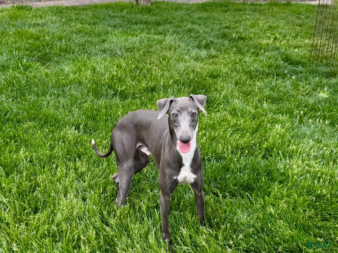 Italian Greyhound dogs for sale: Manny - Ad 7