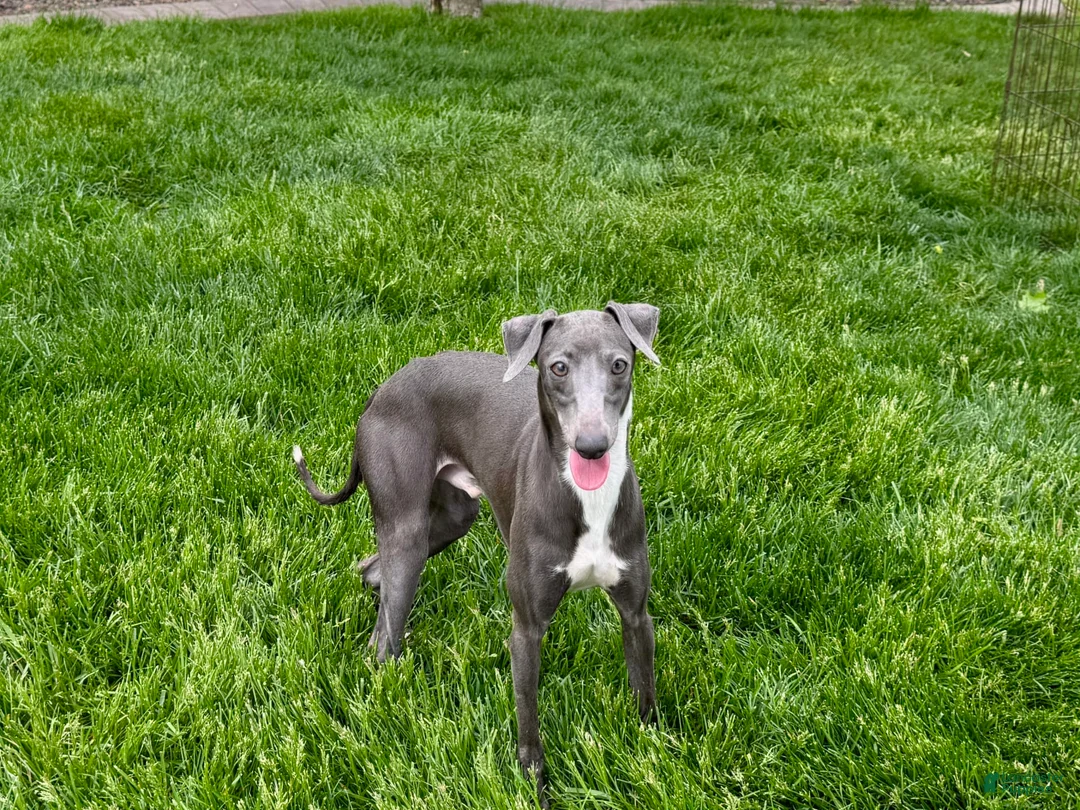 Italian Greyhound dogs for sale: Manny - Ad 7