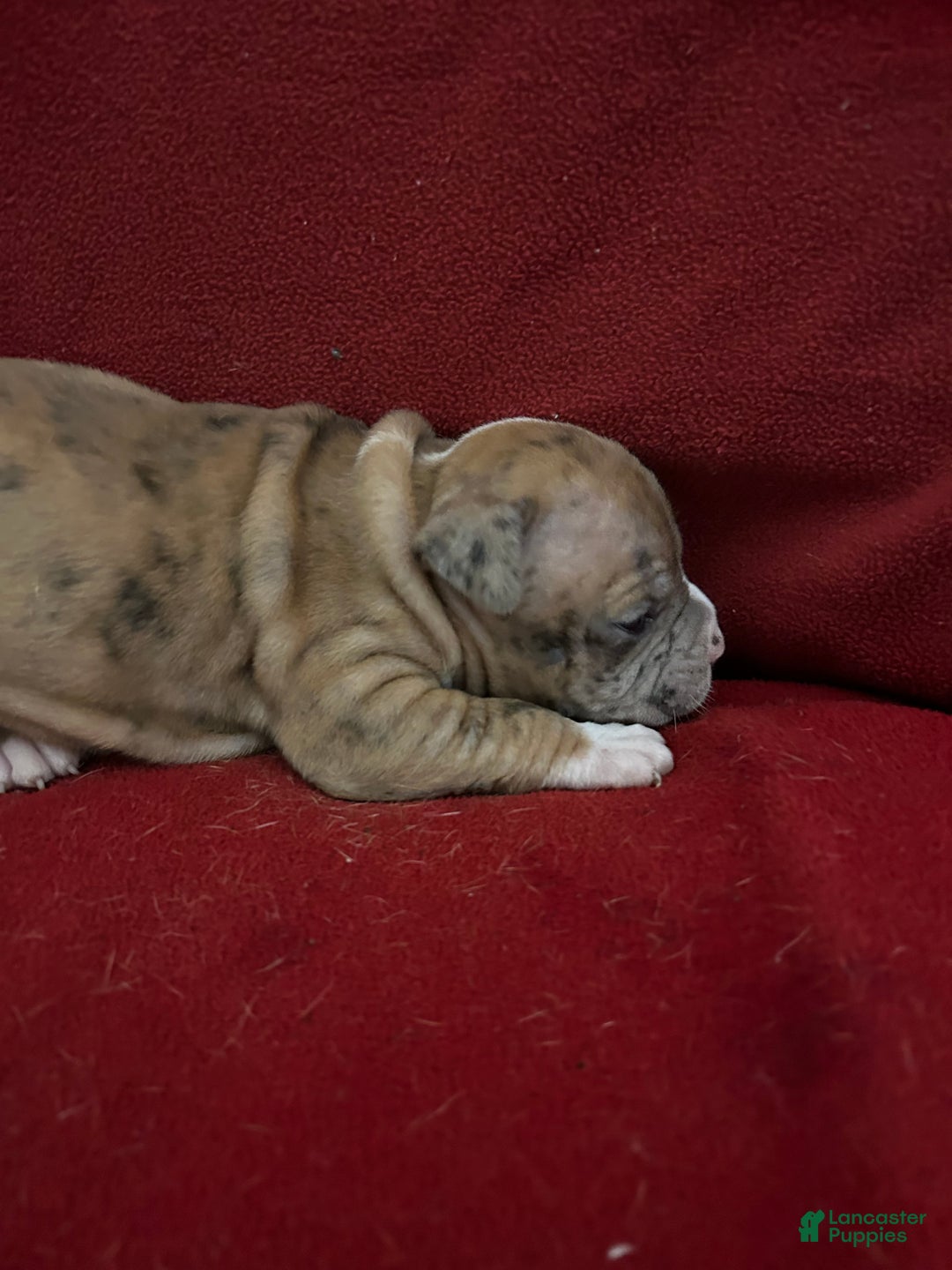 American Bully dogs for sale: American Bully Puppy 4 - Ad 3