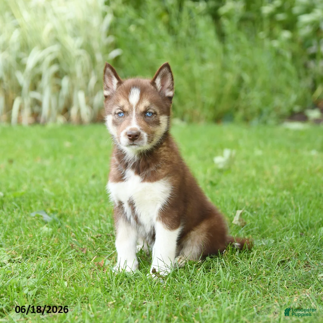 Siberian Husky dogs for sale: Hannah - Ad 1
