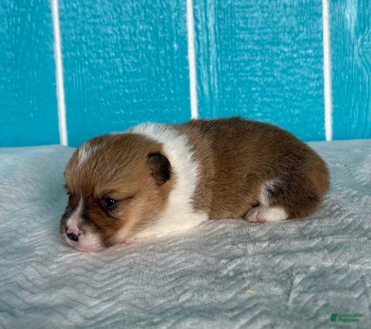 Welsh Corgi Pembroke dogs Jenny Welsh Corgi Pembroke Puppy  - Ad 1