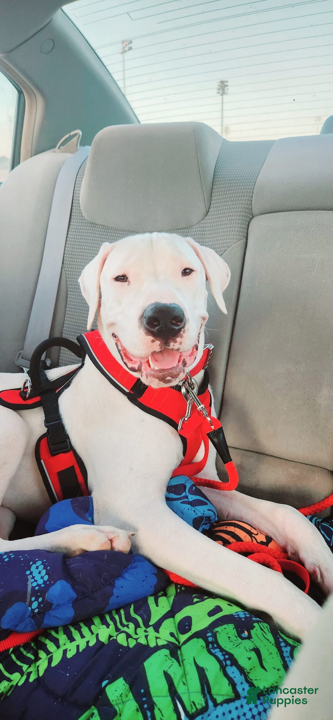 Gallery Image {{count}}