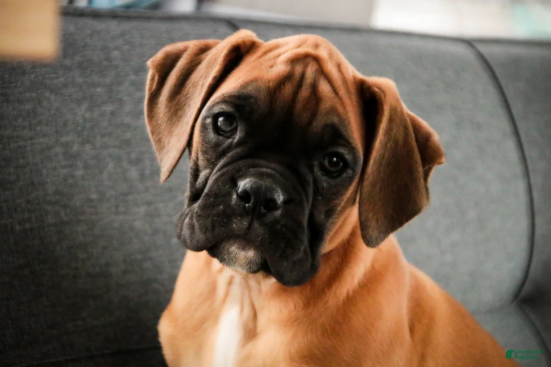 Boxer dogs for sale: Frank - Ad 4
