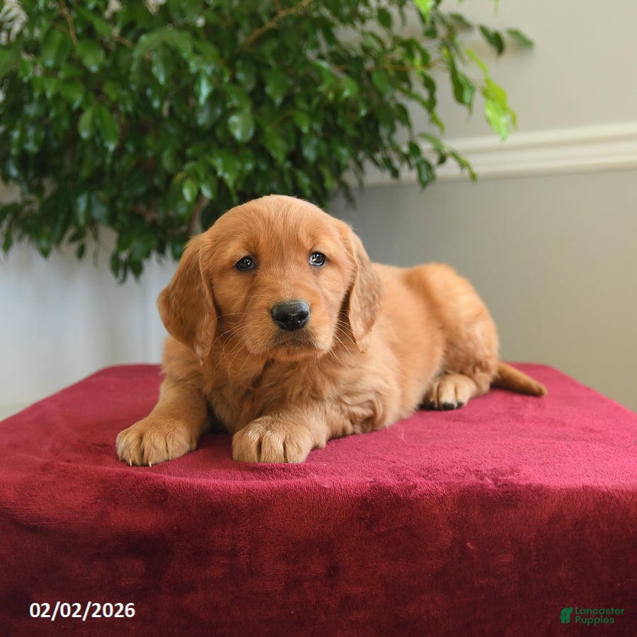 Golden Retriever dogs Taffy - Ad 2