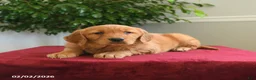 Golden Retriever dogs for sale: Taffy - Ad 2