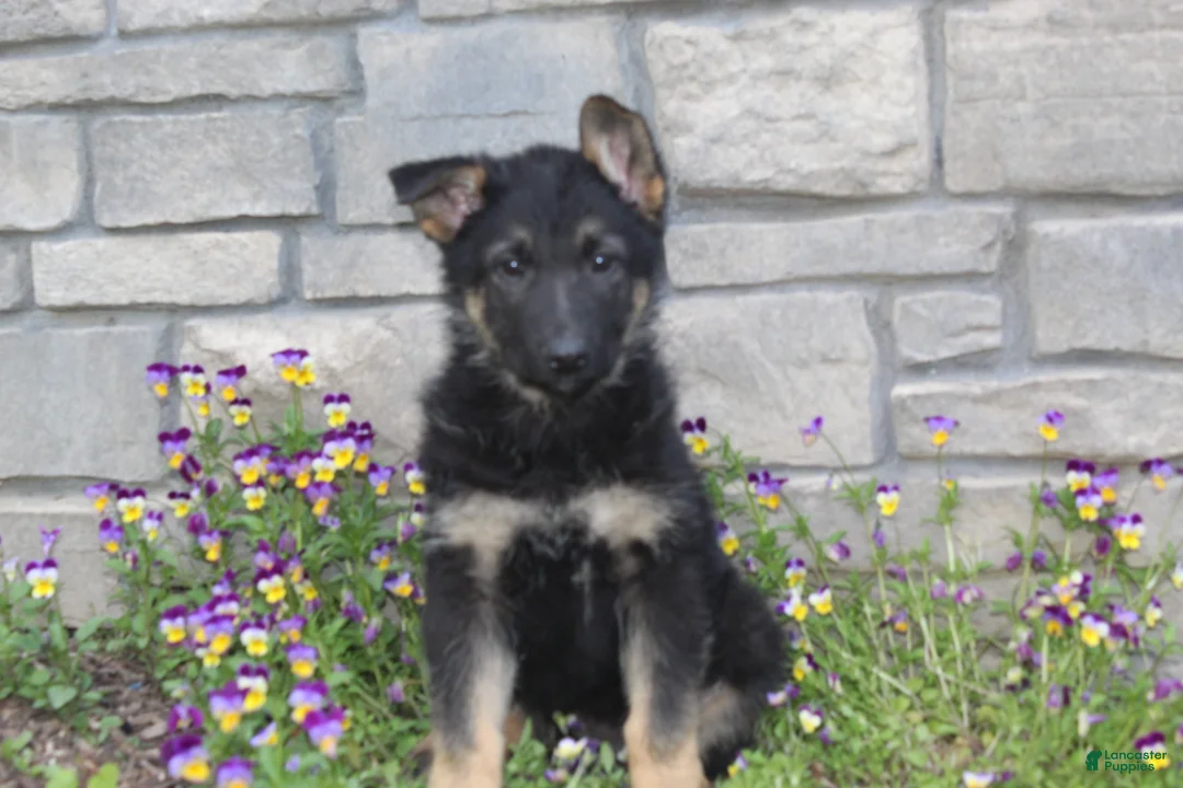German Shepherd dogs for sale: Dixie  - Ad 1