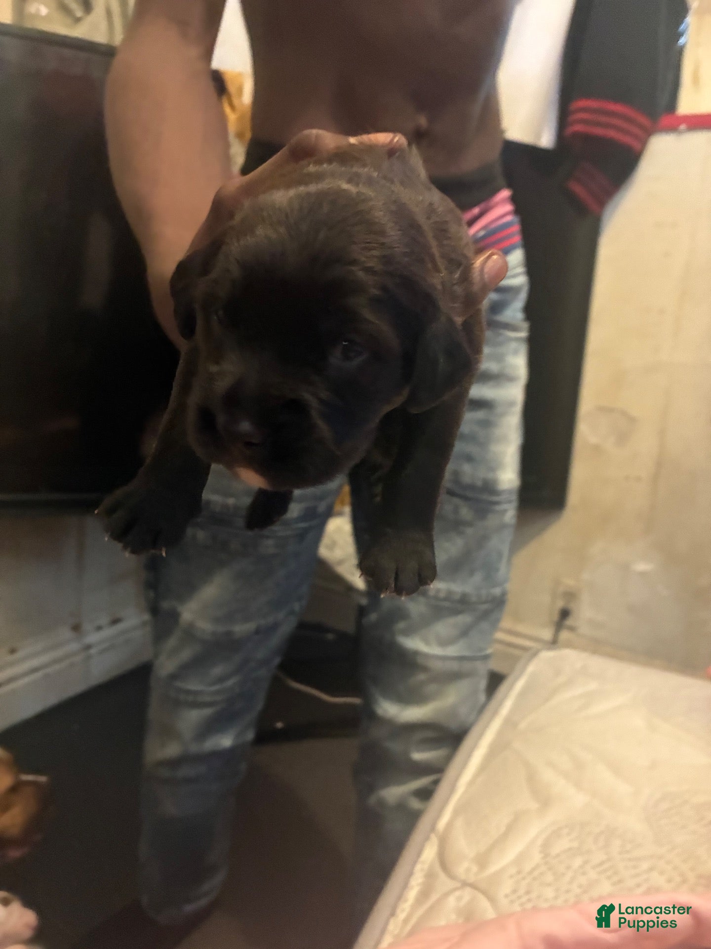 Mixed Breed dogs for sale: Mixed Breed 6 - Ad 1