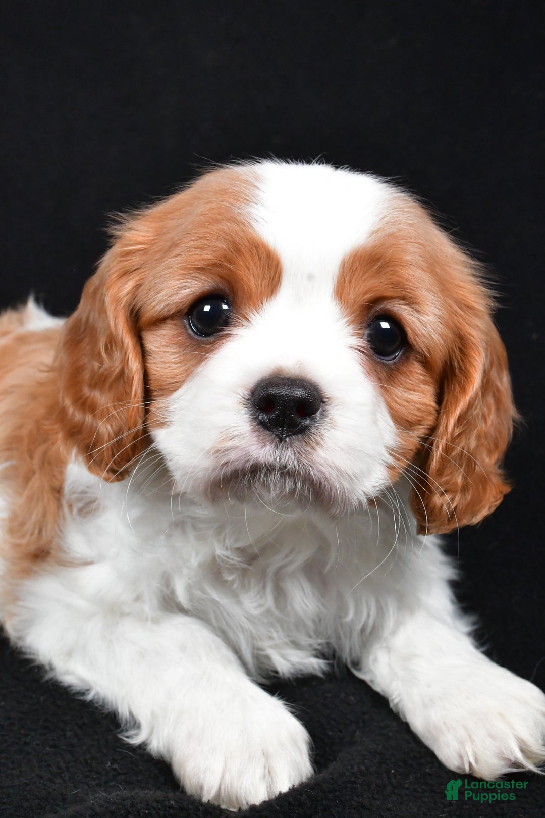 Cavalier King Charles Spaniel dogs for sale: Princess - Ad 5