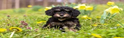 Cavapoo dogs for sale: Cupcake - Ad 1