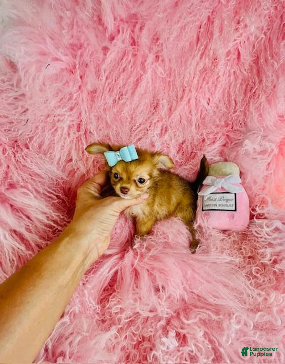 Chihuahua dogs for sale: Chihuahua 1 - Ad 4