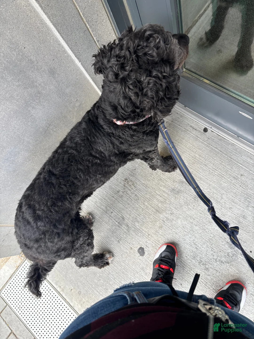 Standard Poodle dogs for sale: KhloeParis - Ad 3