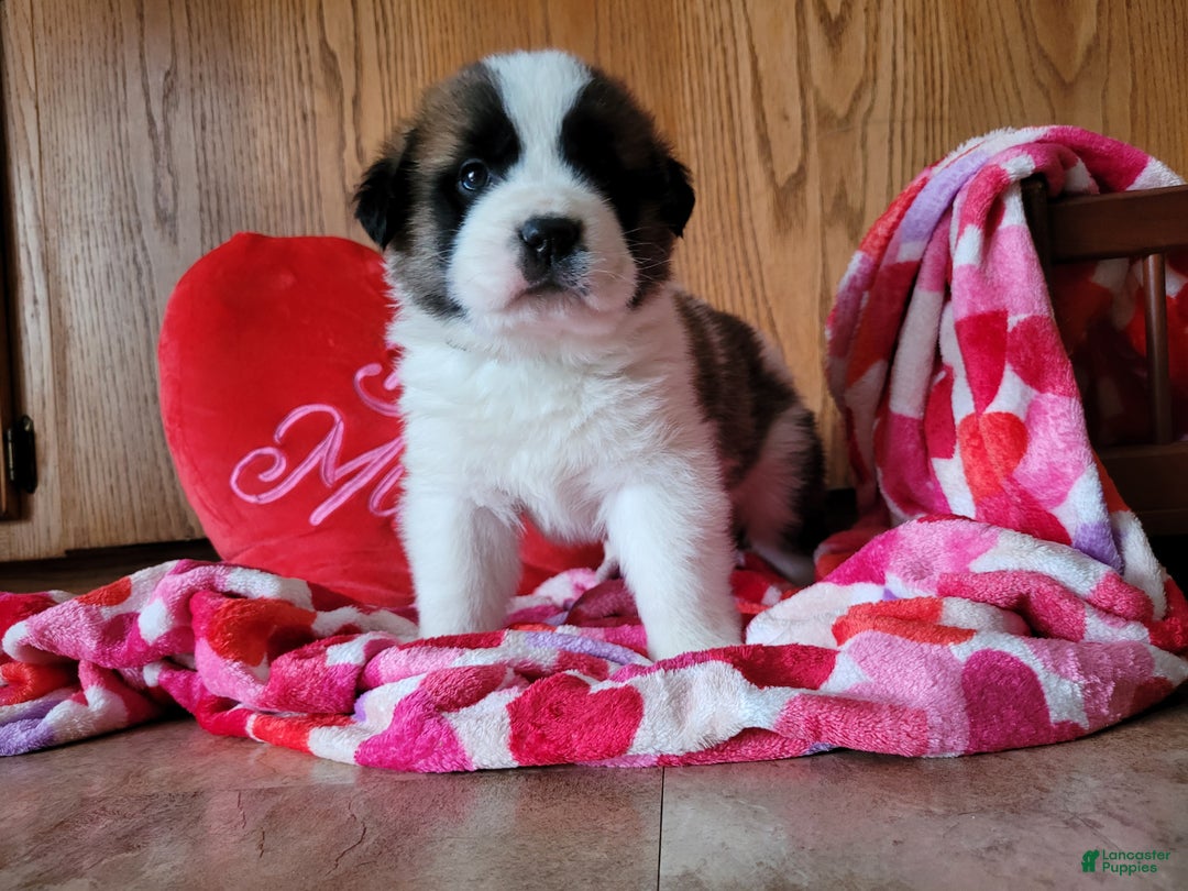 Saint Bernard dogs for sale: Max - Ad 6