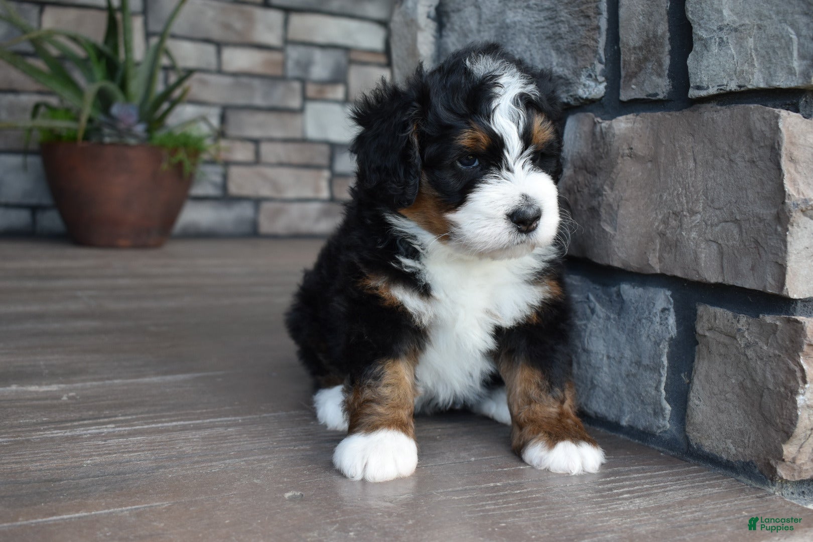 Mini Bernedoodle dogs Jett - Ad 2