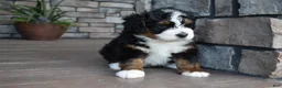 Mini Bernedoodle dogs for sale: Jett - Ad 2