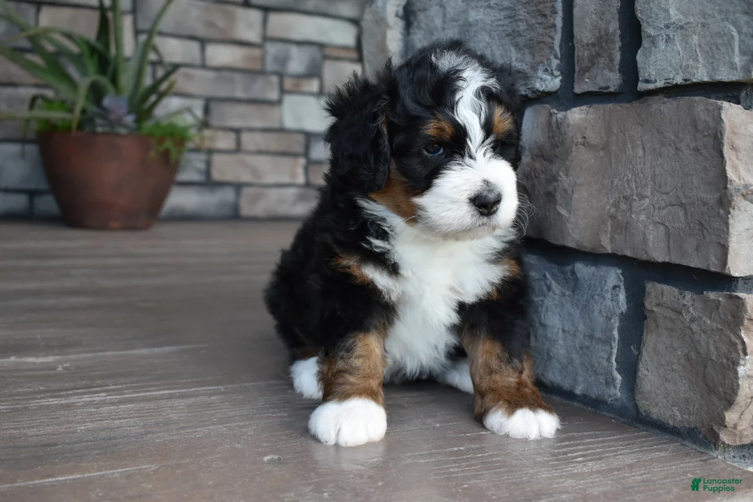 Mini Bernedoodle dogs for sale: Jett - Ad 2