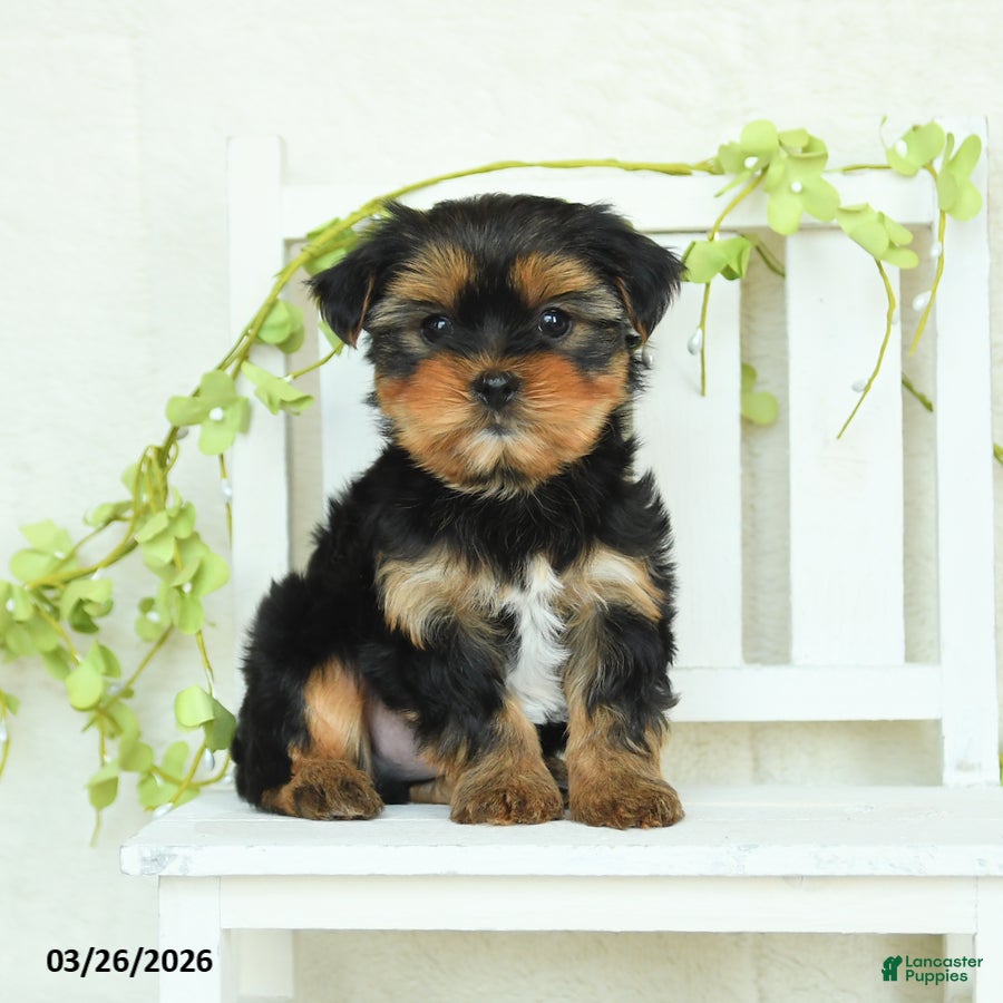 Yorkshire Terrier dogs Skye - Ad 1