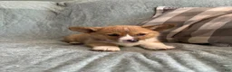 Welsh Corgi Pembroke dogs for sale: Welsh Corgi Pembroke 6 - Ad 5
