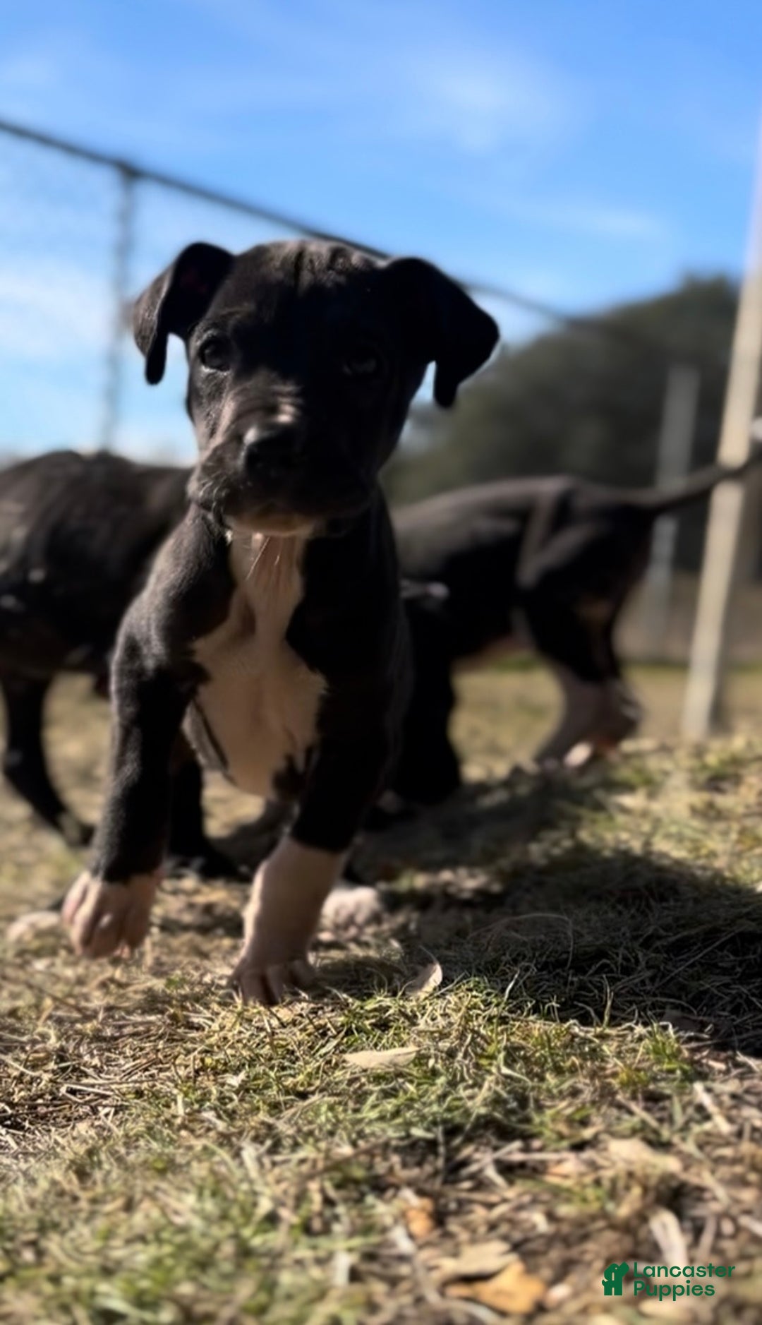 Great Dane dogs for sale: Great Dane Puppy 2 - Ad 1