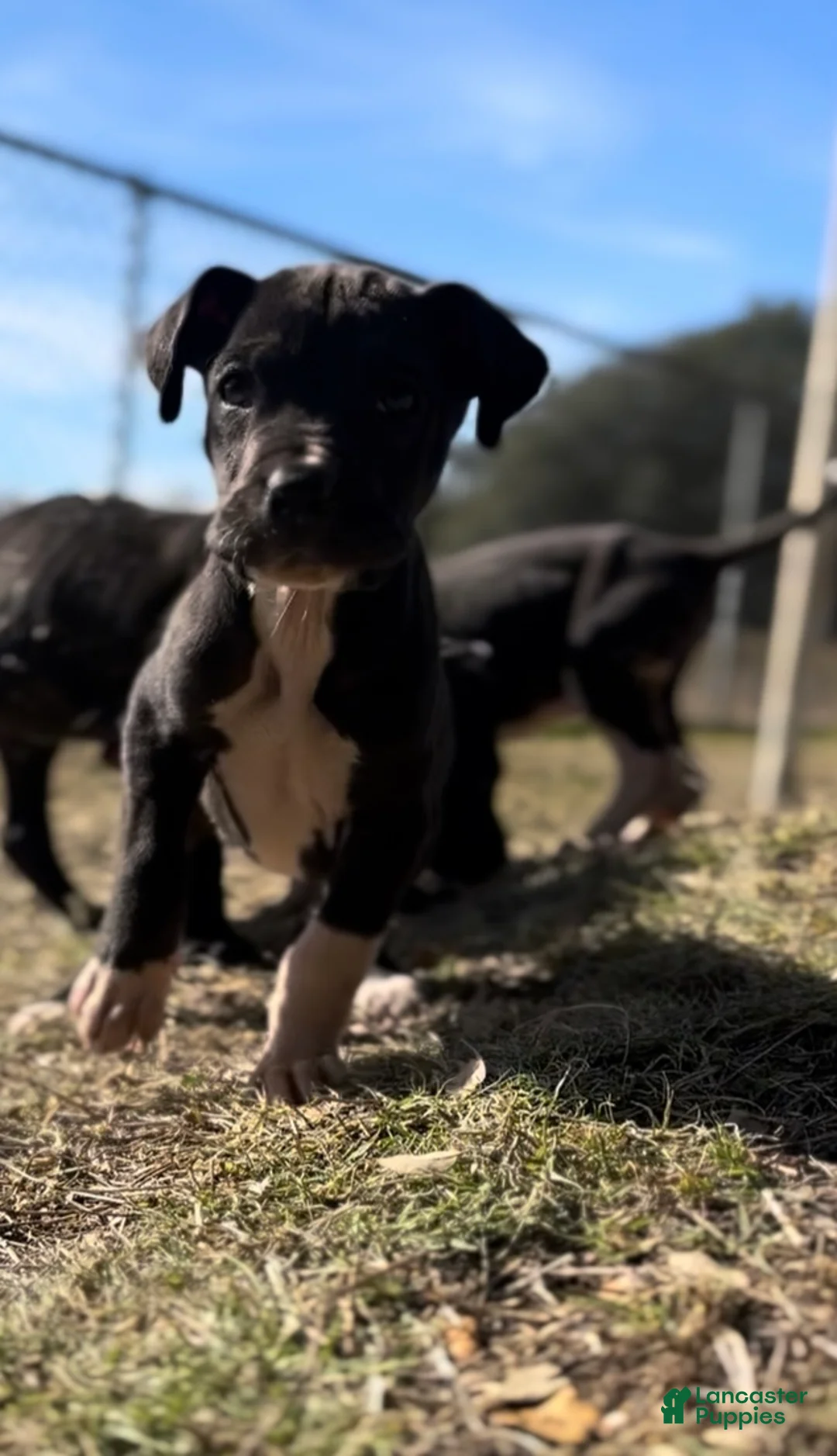 Great Dane dogs for sale: Great Dane Puppy 2 - Ad 1