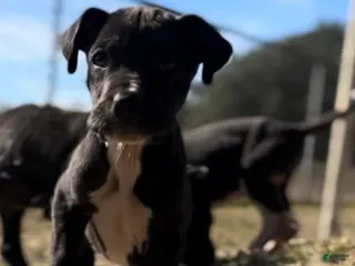 Great Dane dogs Great Dane Puppy 2 - Ad 8