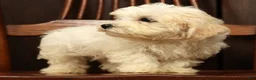 Havanese dogs for sale: Gavin - Ad 6