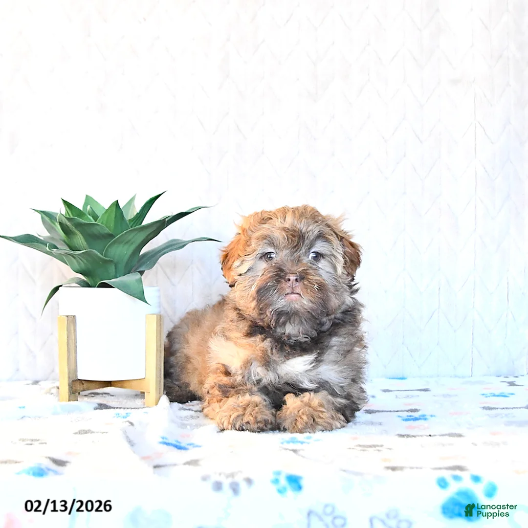 Shihpoo dogs for sale: Hazel - Ad 4