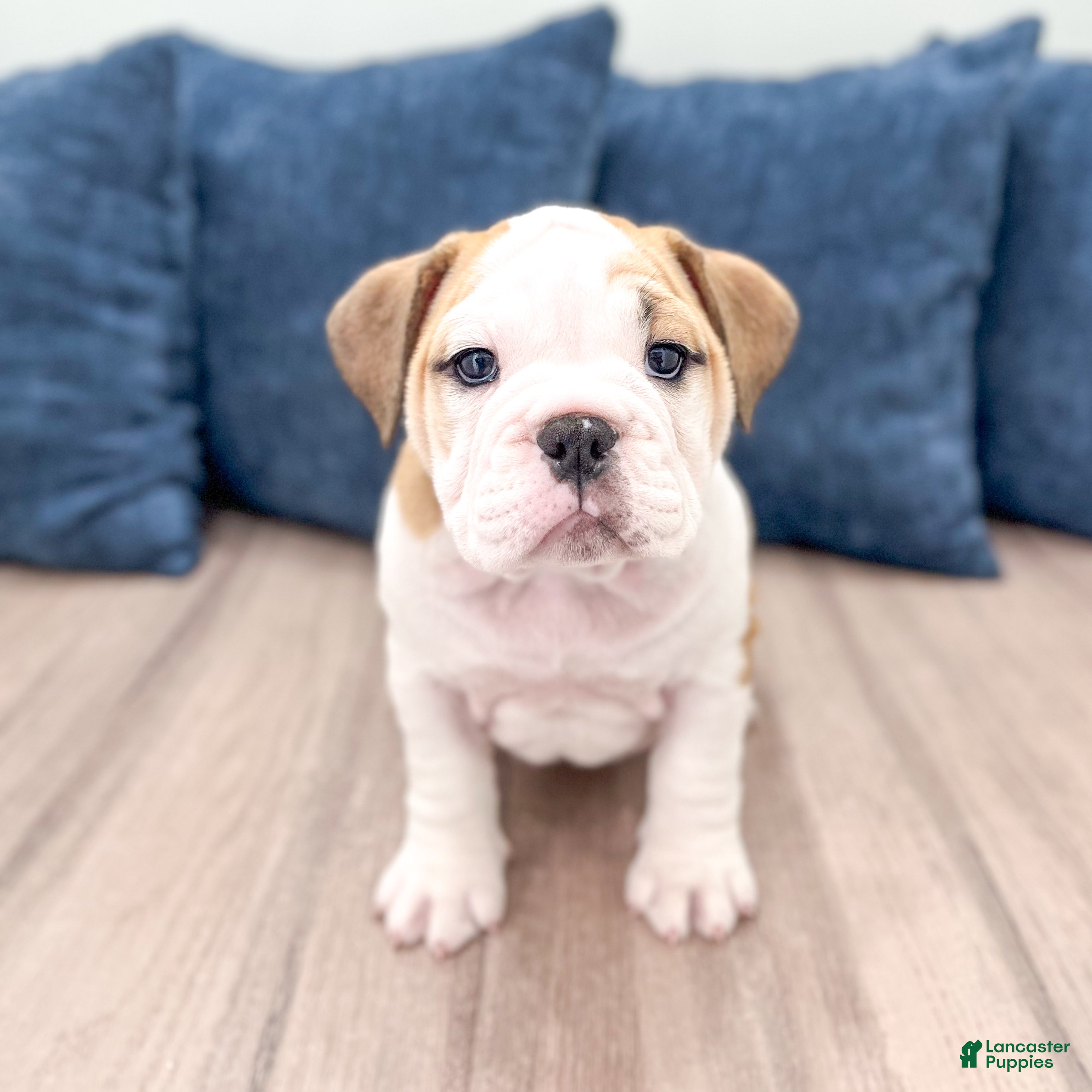 English Bulldog dogs Sky - Ad 1
