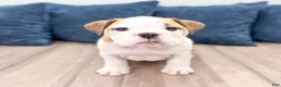 English Bulldog dogs for sale: Sky - Ad 1