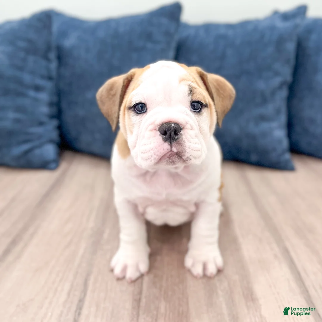 English Bulldog dogs for sale: Sky - Ad 1