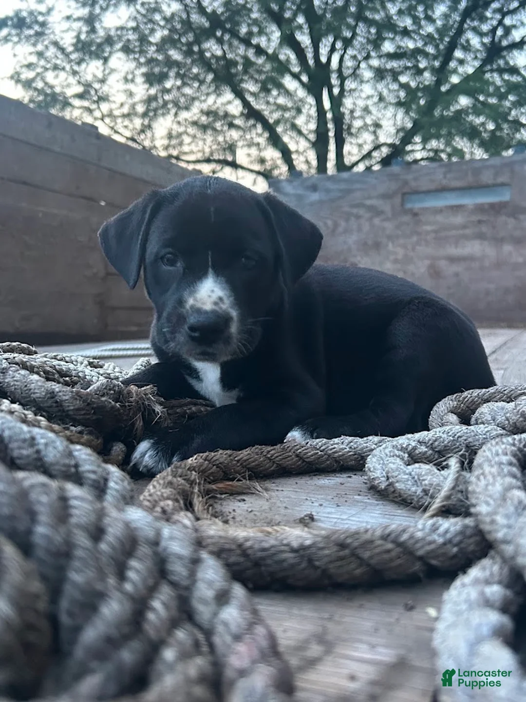 Mixed Breed dogs for sale: Sally - Ad 2