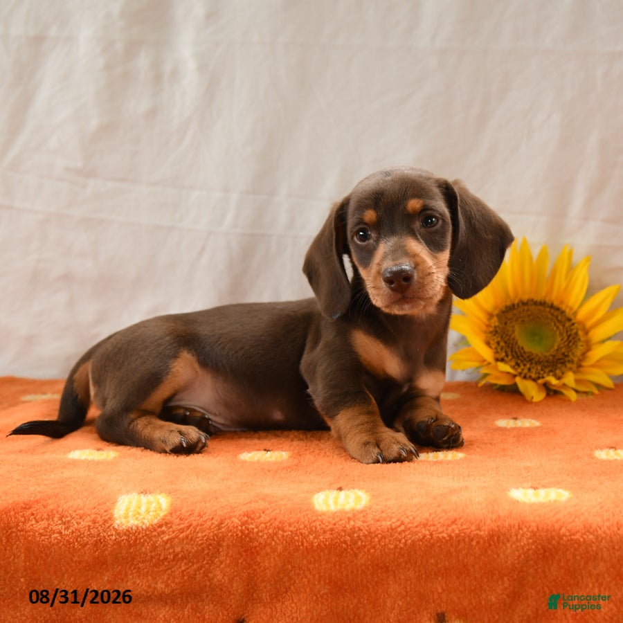Miniature Dachshund dogs for sale: Mickey - Ad 2