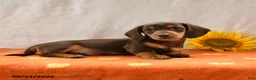 Miniature Dachshund dogs for sale: Mickey - Ad 1