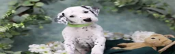 Dalmatian dogs for sale: Dalmatian Puppy 5 - Ad 4