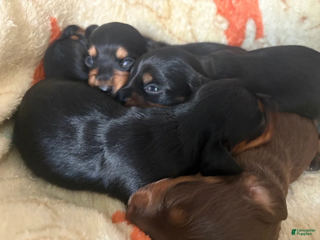 Miniature Dachshund dogs for sale: Miniature Dachshund Puppy 2 - Ad 2