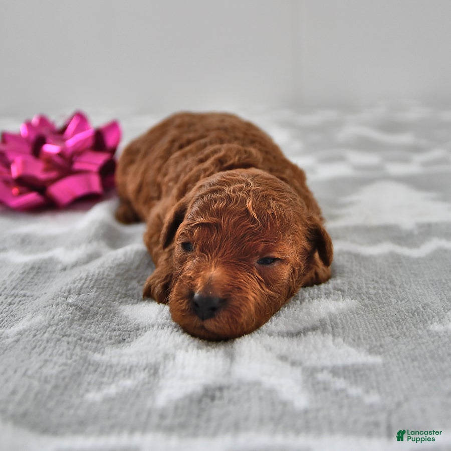 Mini Goldendoodle dogs Cookie - Ad 34