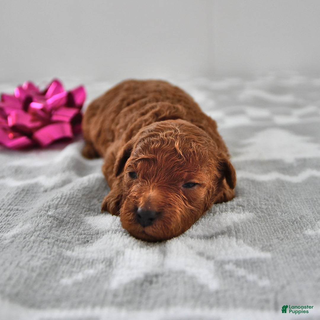 Mini Goldendoodle dogs for sale: Cookie - Ad 1
