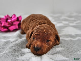Mini Goldendoodle dogs Cookie - Ad 41
