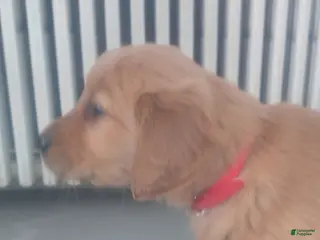 Golden Retriever dogs Maple –(pink collar) “I was born to snuggle.” - Ad 2