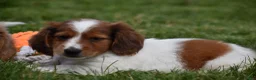 Miniature Dachshund dogs for sale: Cosmo - Ad 5