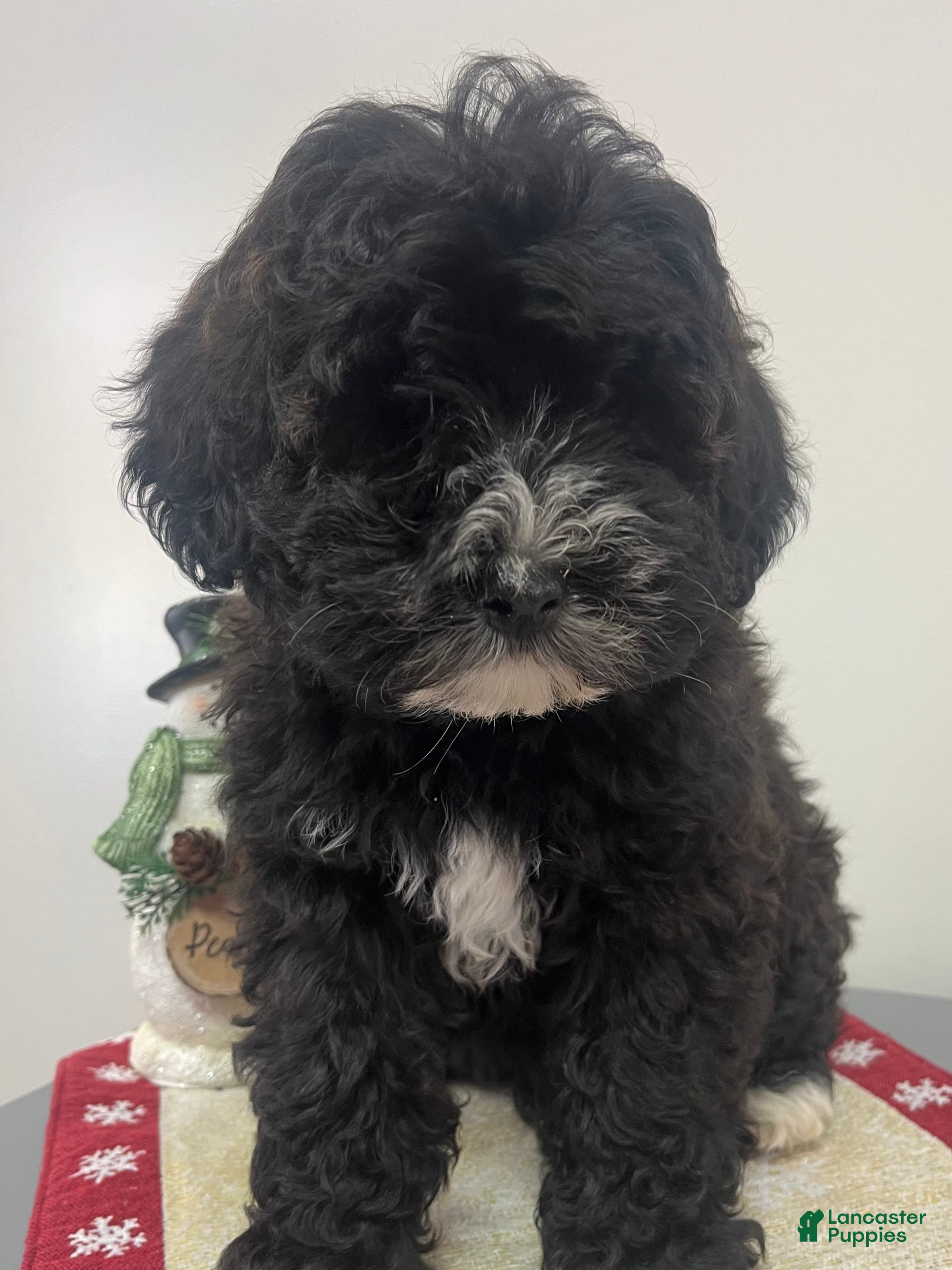 Aussiedoodle dogs Kesha - Ad 39