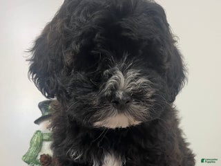 Aussiedoodle dogs Kesha - Ad 1