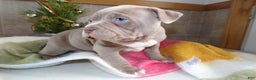 American Bully dogs for sale: American Bully Puppy 1 Zoey - Ad 3