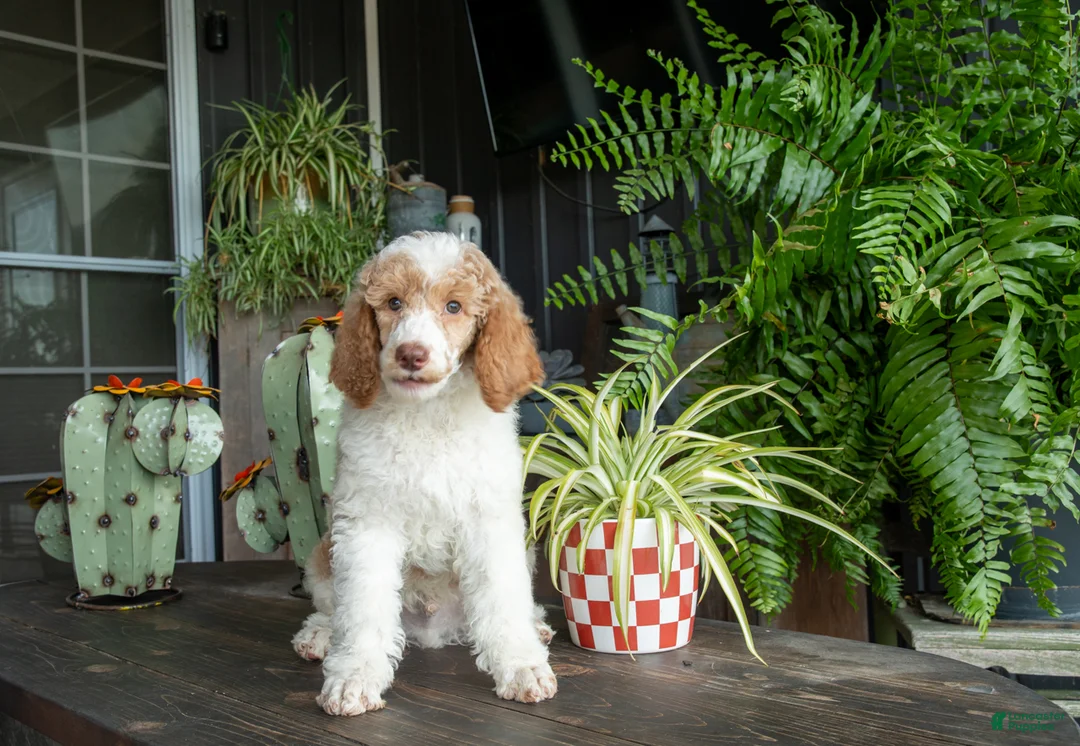 Standard Poodle dogs for sale: Sundown - Ad 1