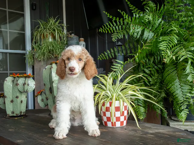 Standard Poodle dogs for sale: Sundown - Ad 1