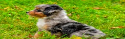 Mini Aussiedoodle dogs for sale: Lacey - Ad 3