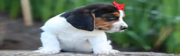 Beagle dogs for sale: Chip🐶 - Ad 10