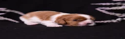 Cavalier King Charles Spaniel dogs for sale: Caroline - Ad 6