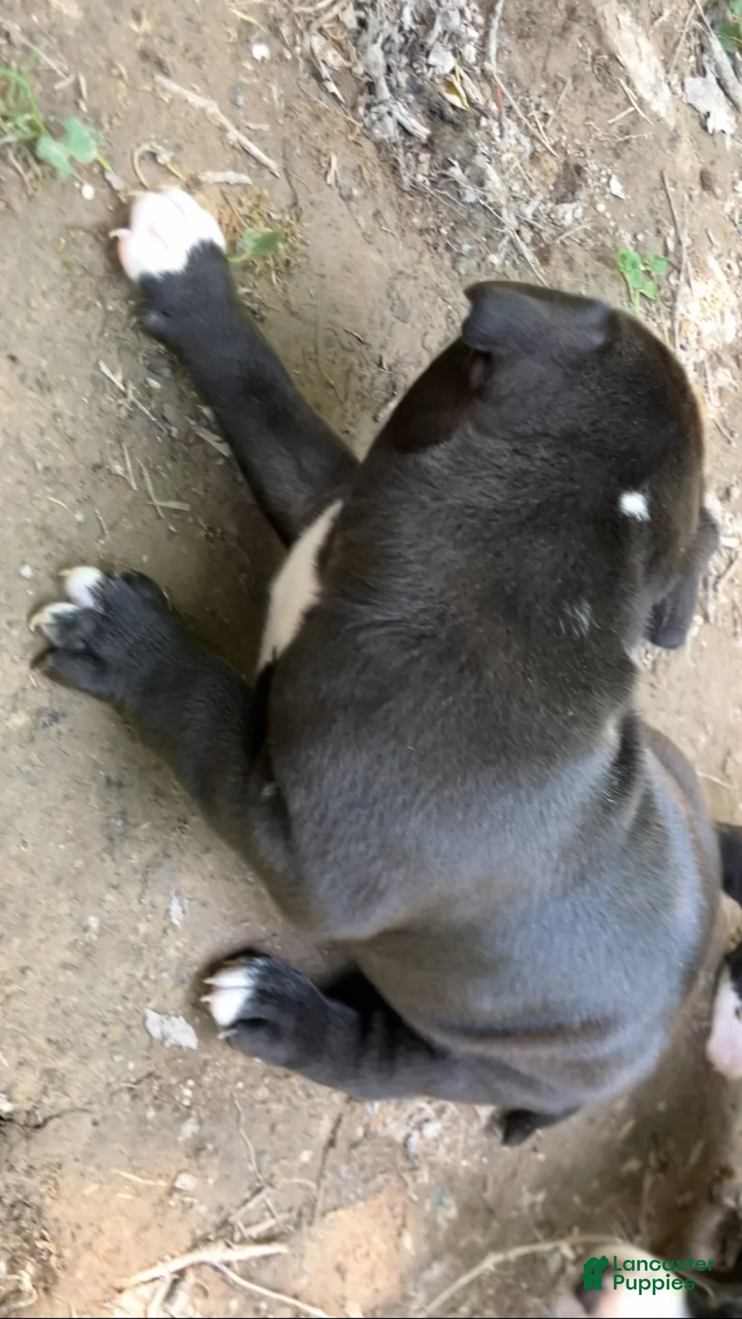 American Pit Bull Terrier dogs for sale: American Pit Bull Terrier 1 - Ad 2