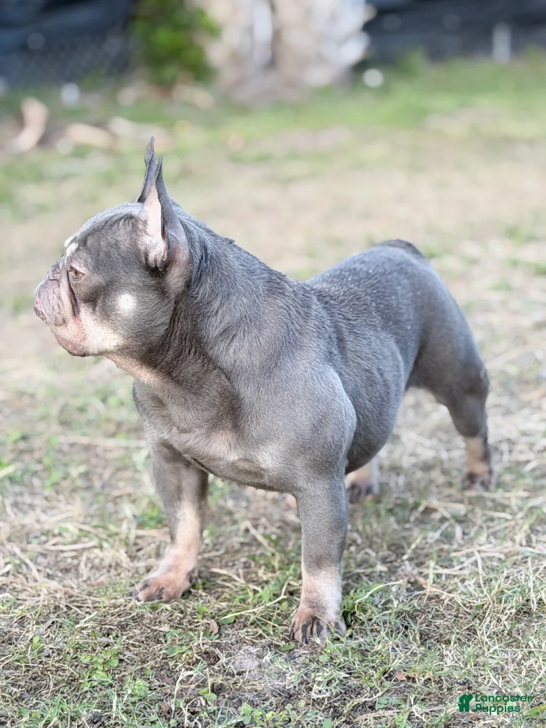 French Bulldog dogs for sale: sage - Ad 2